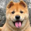 义乌两元百货供应链头像