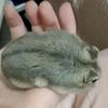 K小甜、收徒头像