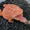 养蛙日记🐸头像
