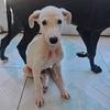 只玩精品猎犬头像