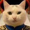 猫me哇哇头像