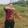 苏哥在重庆种人参头像