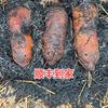 广西柳州专业稻香竹鼠头像