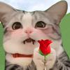 猫猫猫meme头像
