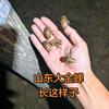 26年知了猴蚂蚱头像