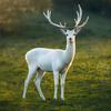 清鹿🦌小说✧(≖ ◡ ≖✿)头像