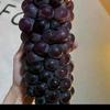 多肉葡萄🍇🍇🍇头像