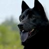惠州星哥田园犬小院头像