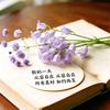 ໑ຼₒ₂₆ღ᭄💞头像
