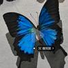 蝴蝶🦋🦋头像