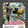 精宏菩提花头像