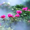 看花雾里头像