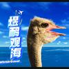 瑜儿观海头像