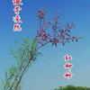 马兰红柳头像