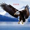 孤     鹰头像