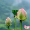 觀  自在 （拒绝连赞）头像