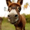 小犟驴探长头像