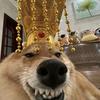 小乐（坚持版）头像