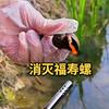 小小福寿螺头像