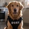 金毛啸天头像