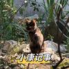 超亚小康记事头像