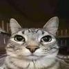猫meme大魔王头像