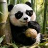 小C动物园头像