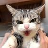 摩托小猫潘来富头像
