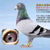 魔都小杰（木菻鸽舍）头像