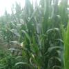 张振海，张振海 张振和，张振和 张俊辉，头像