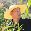 草帽哥头像