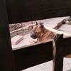我爱川东猎犬头像