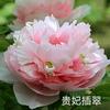 洛阳牡丹头像