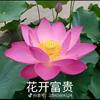 光于头像
