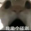 一只小圆头像