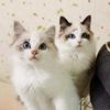 财经猫哥头像