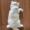 犬野良头像