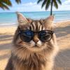阿飞飞猫头像