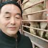 老邓生猪头像
