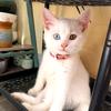 铲屎官与两只猫头像