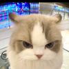 果冻猫meme.头像