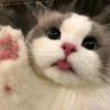布偶猫金渐层缅因豹猫德文等～售猫头像
