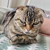 猫奴日记头像