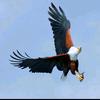 雄鹰🦅头像