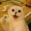 果冻猫me头像