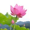 昨日明月头像