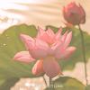 花🌸头像
