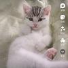 红姐家的猫头像