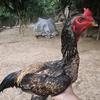🐔民间娱乐🐔头像