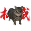 有法有天（猫meme）头像